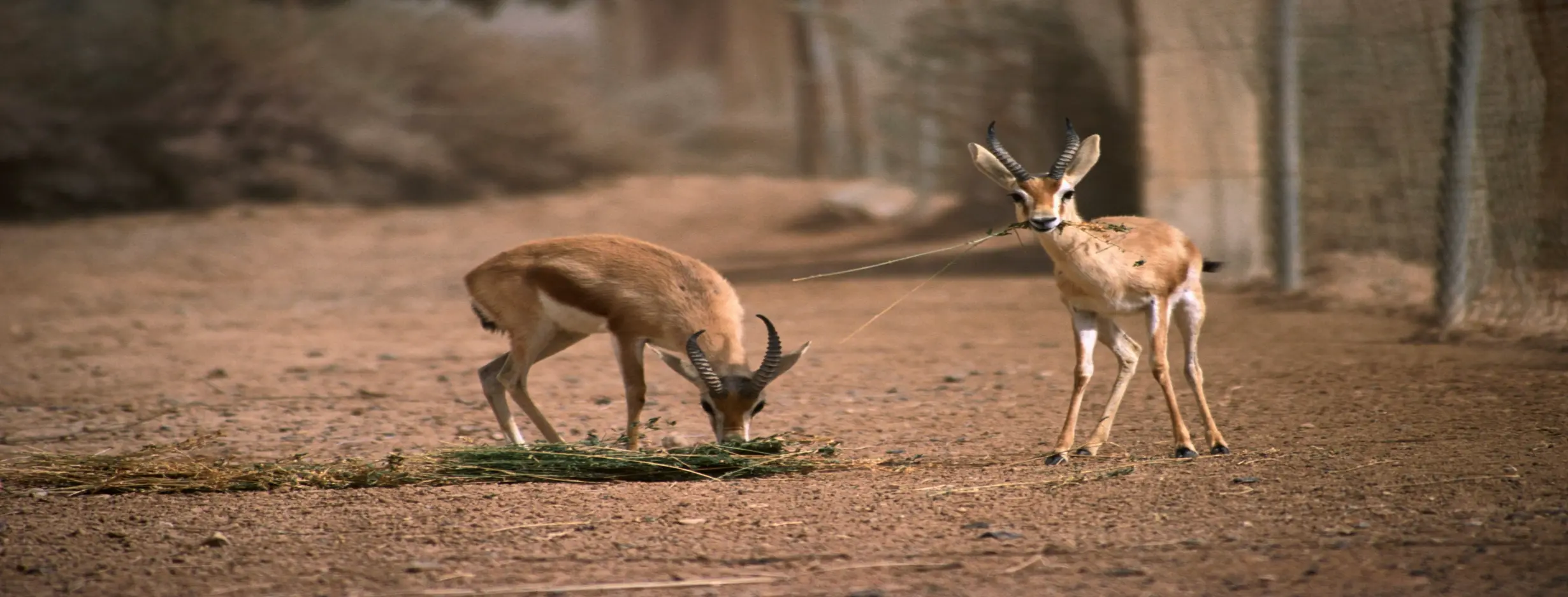 Image for Visit to Shaumari Wildlife Reserve